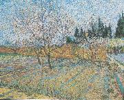 Flowering orchard with peach-trees Vincent Van Gogh